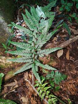 Image de Polystichum luctuosum (Kunze) T. Moore