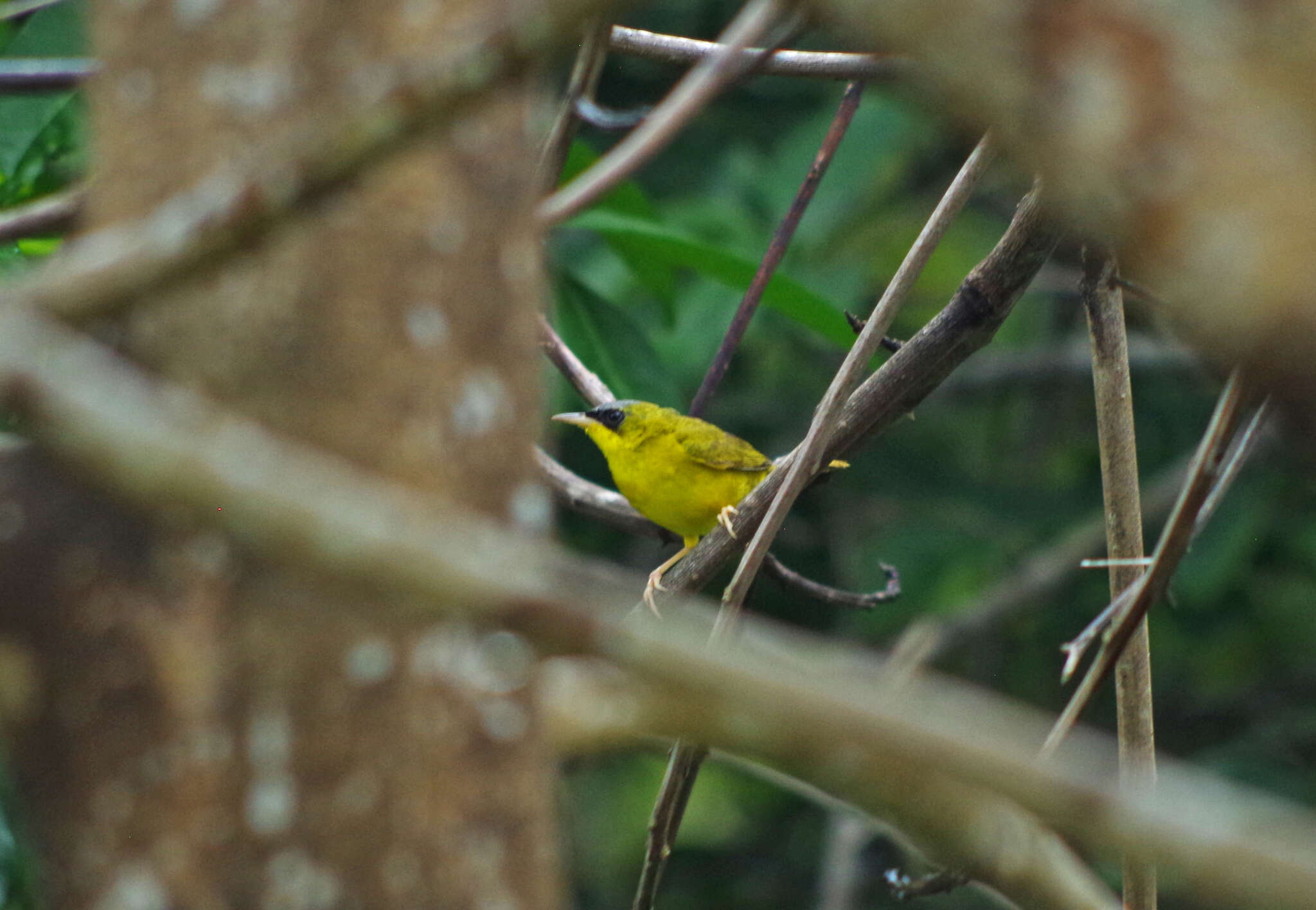 Image of Black-lored Yellowthroat