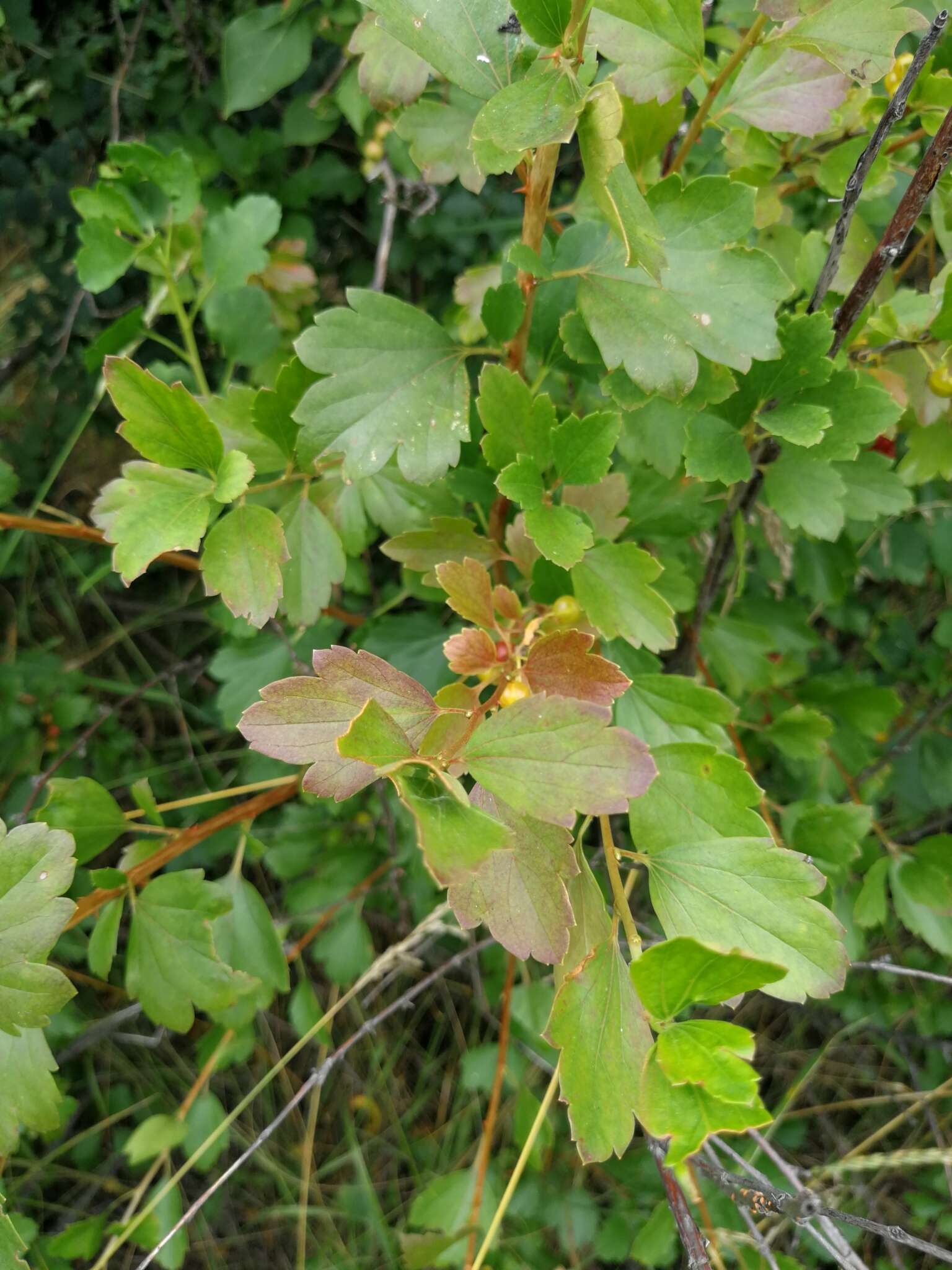 Plancia ëd Ribes diacanthum Pall.