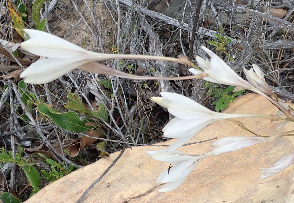 Image of Tritonia flabellifolia (D. Delaroche) G. J. Lewis