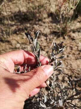 Image of Oedera rotundifolia (Less.) N. G. Bergh