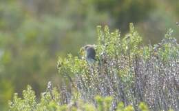 Imagem de Cisticola fulvicapilla silberbauer (Roberts 1919)