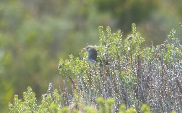 Imagem de Cisticola fulvicapilla silberbauer (Roberts 1919)