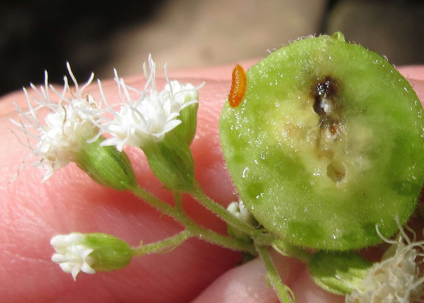 Plancia ëd Schizomyia eupatoriflorae (Beutenmuller 1907)