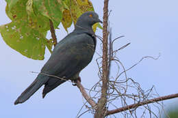 Image of Christmas Imperial Pigeon
