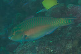 Image of Chameleon parrotfish