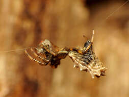 Sivun Micrathena gracilis (Walckenaer 1805) kuva