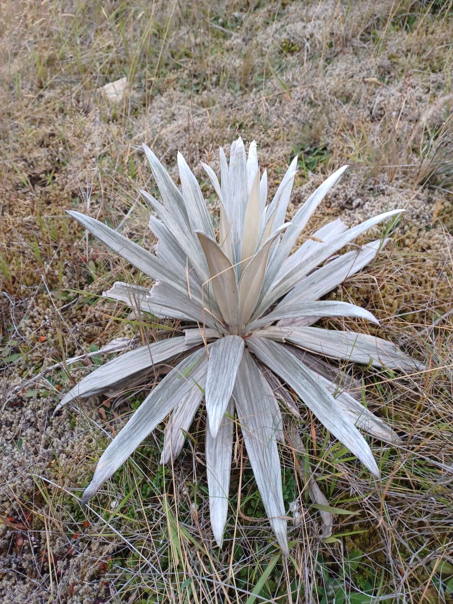 Sivun Celmisia semicordata subsp. stricta kuva