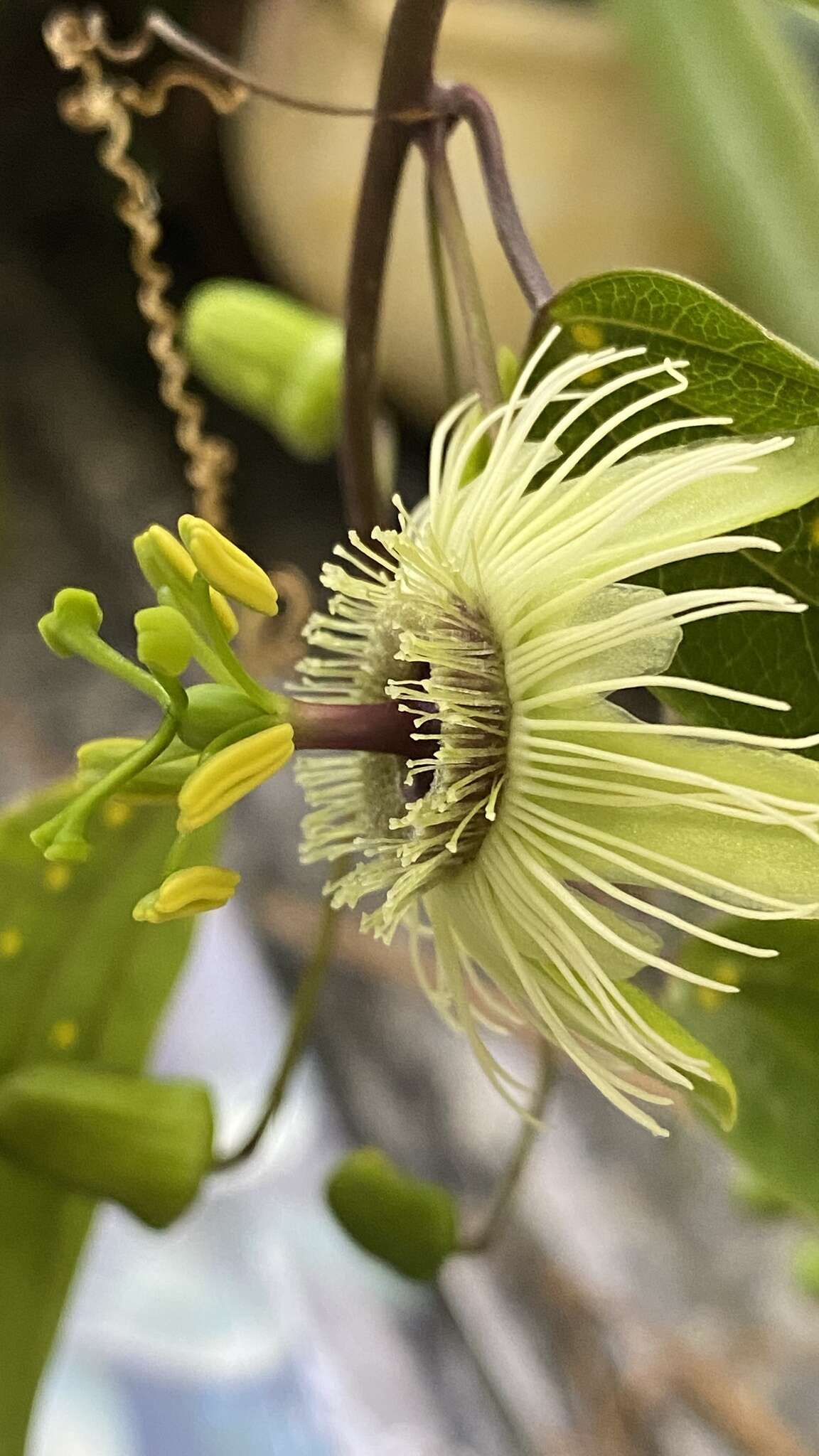 Image de Passiflora urnifolia Rusby