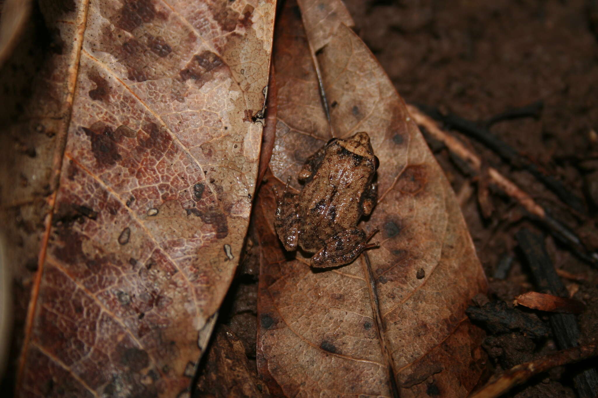 Image of Locust coqui