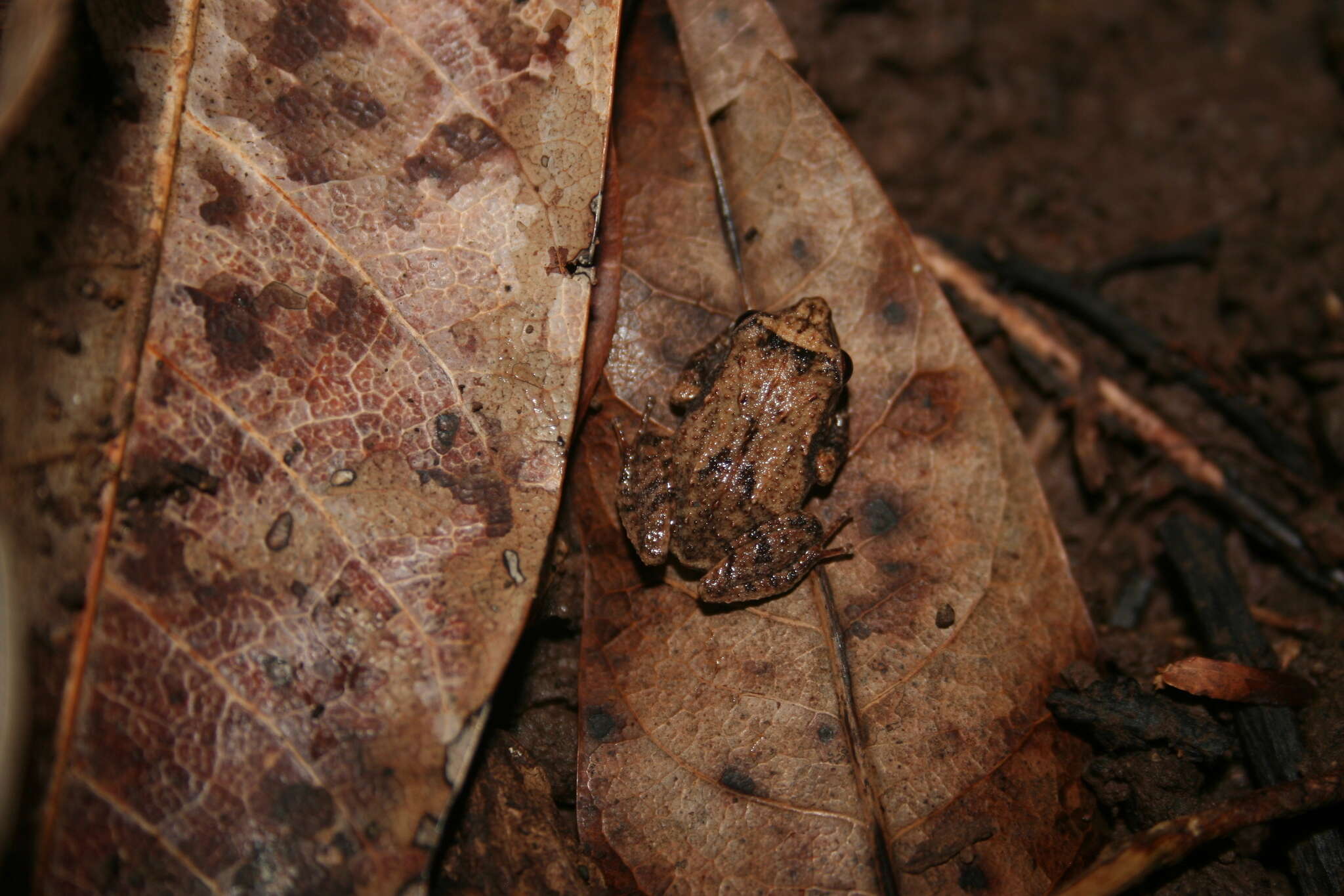 Imagem de Eleutherodactylus locustus Schmidt 1920