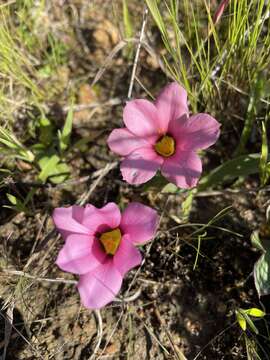 Image of Moraea versicolor (Salisb. ex Klatt) Goldblatt