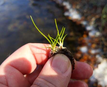 Image of Welsh mudwort