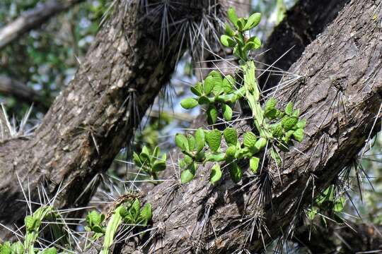 Image of Quiabentia verticillata (Vaupel) Borg