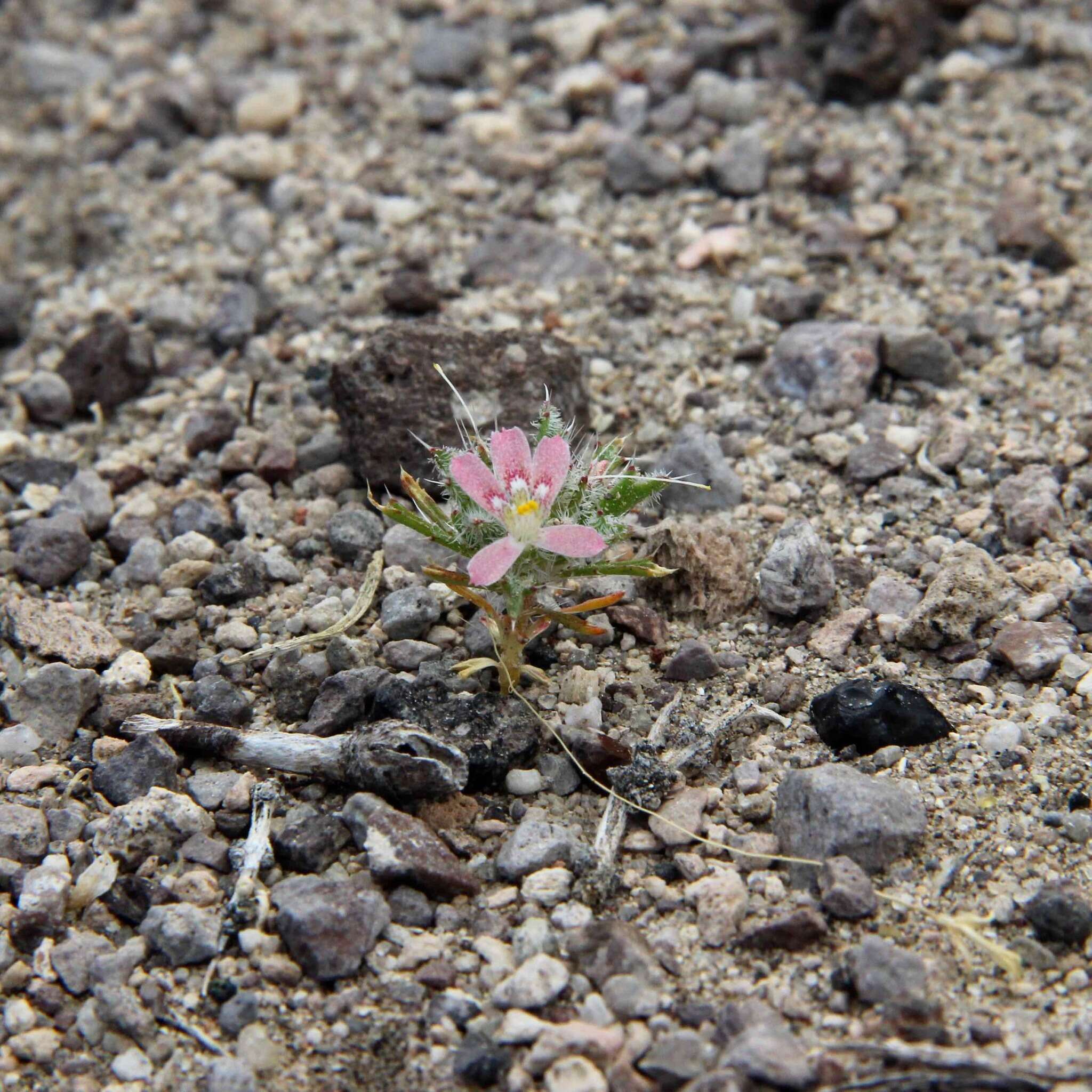 Image of Schott's calico