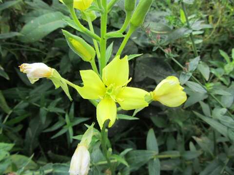 Слика од Oenothera parviflora L.