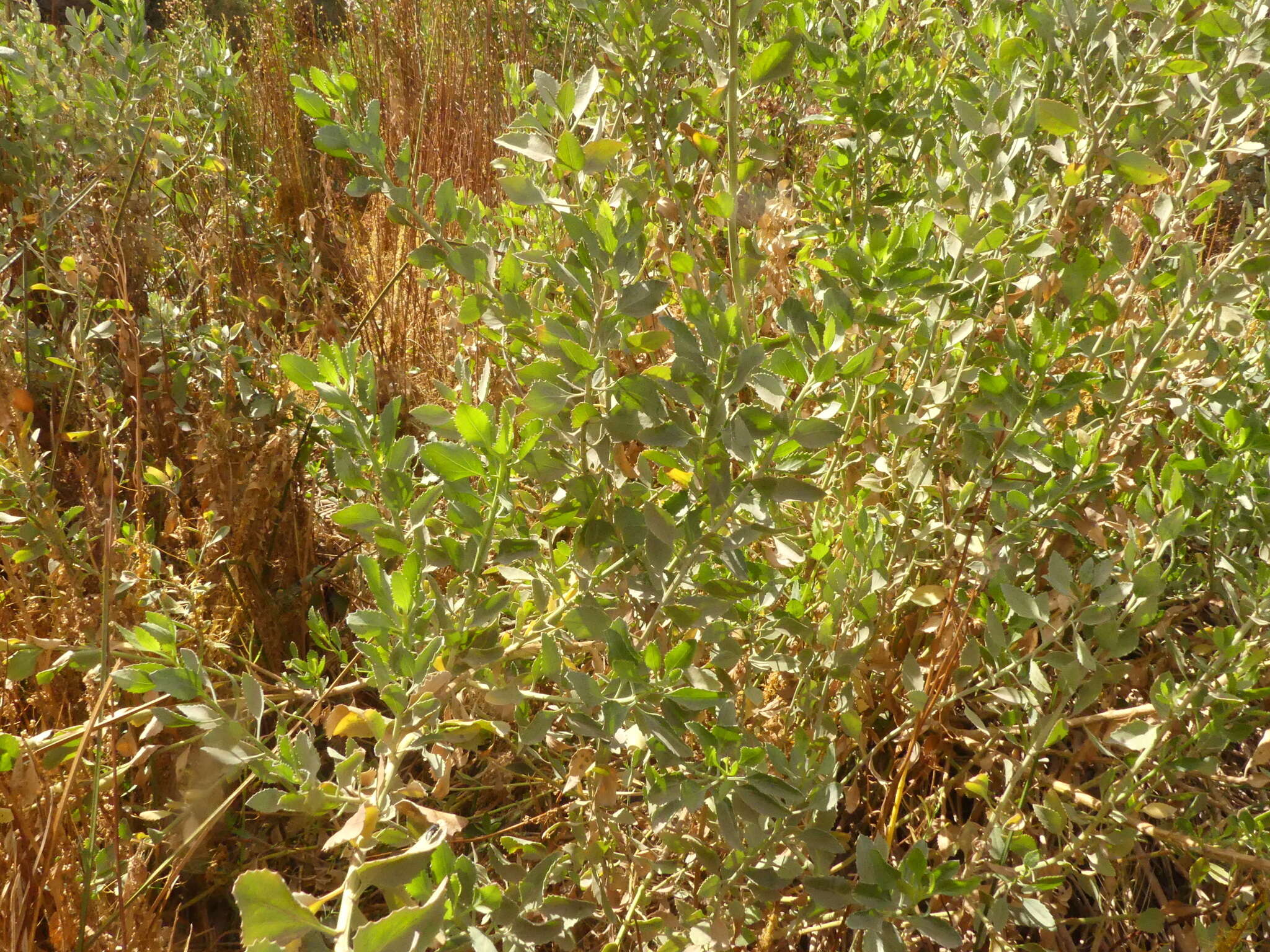 Image de Baccharis scandens (Ruiz & Pav.) Pers.