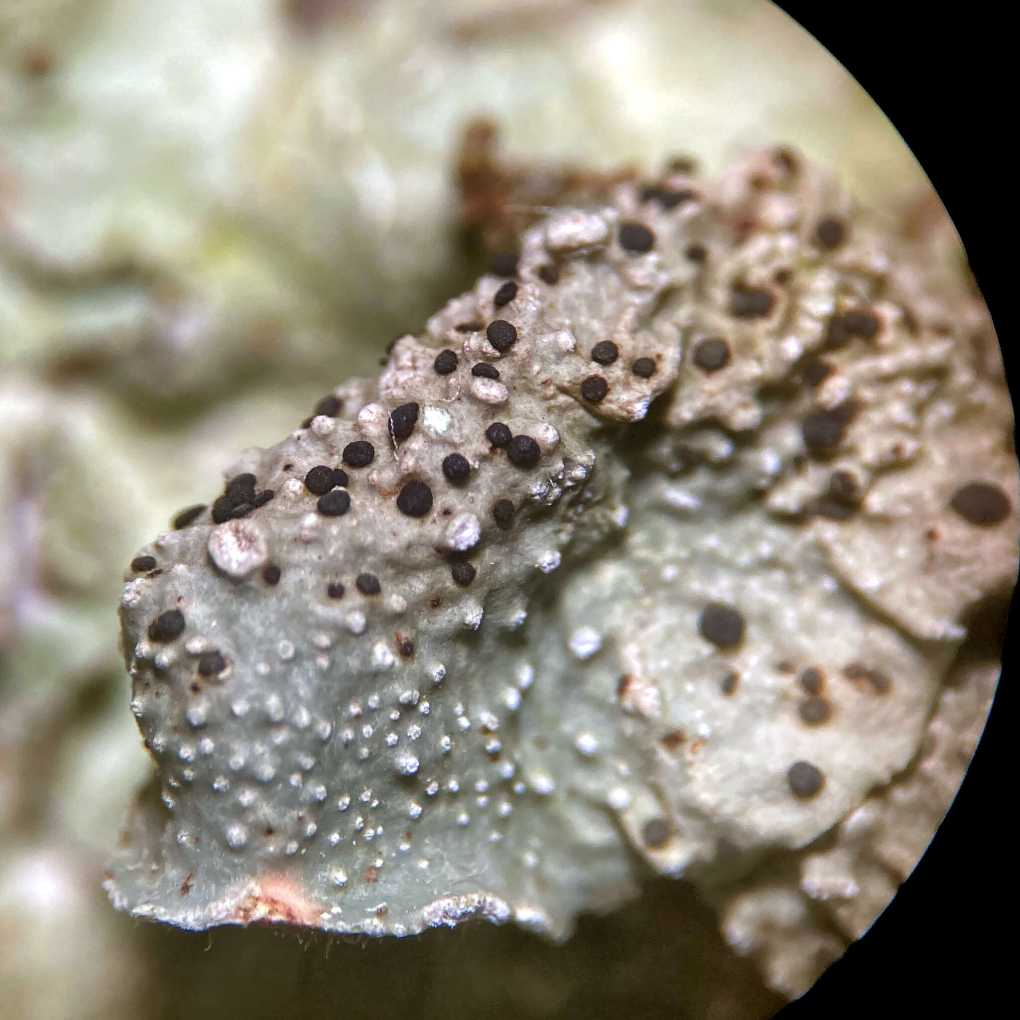 Image of parmelia abrothallus lichen