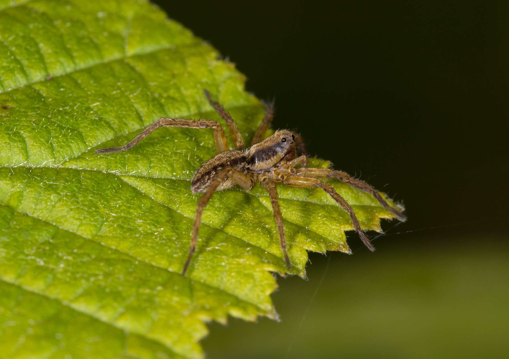 Image of Wolf spider