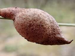 Image of Hakea leucoptera subsp. leucoptera