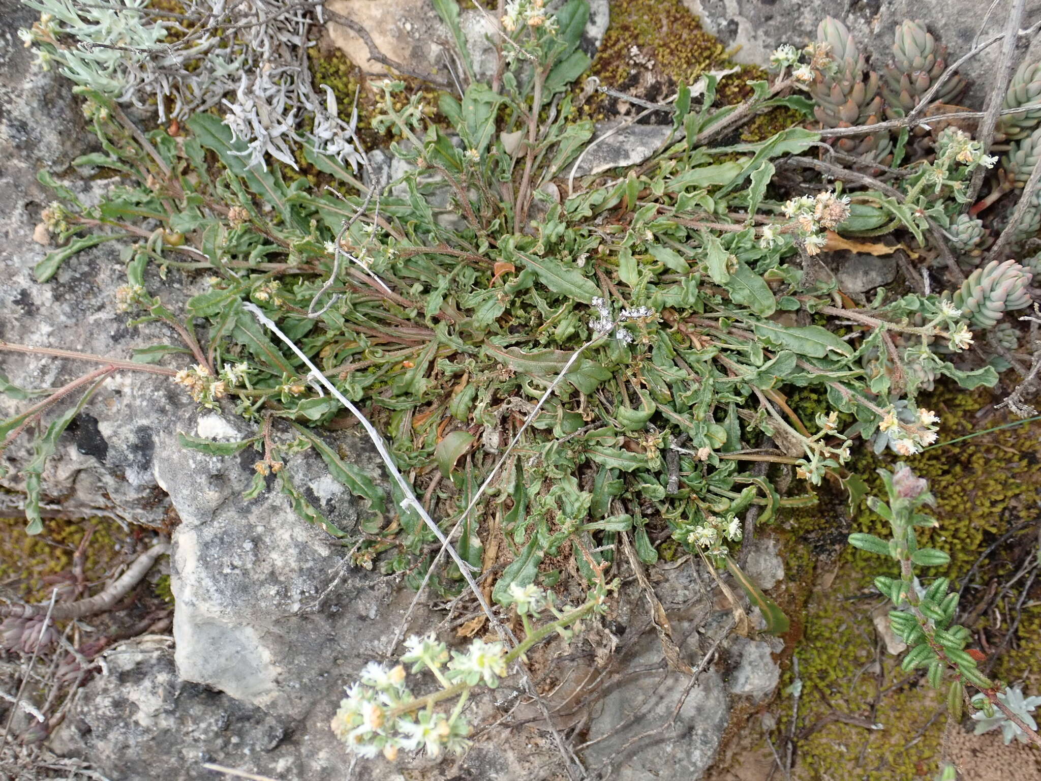 Image of rampion mignonette