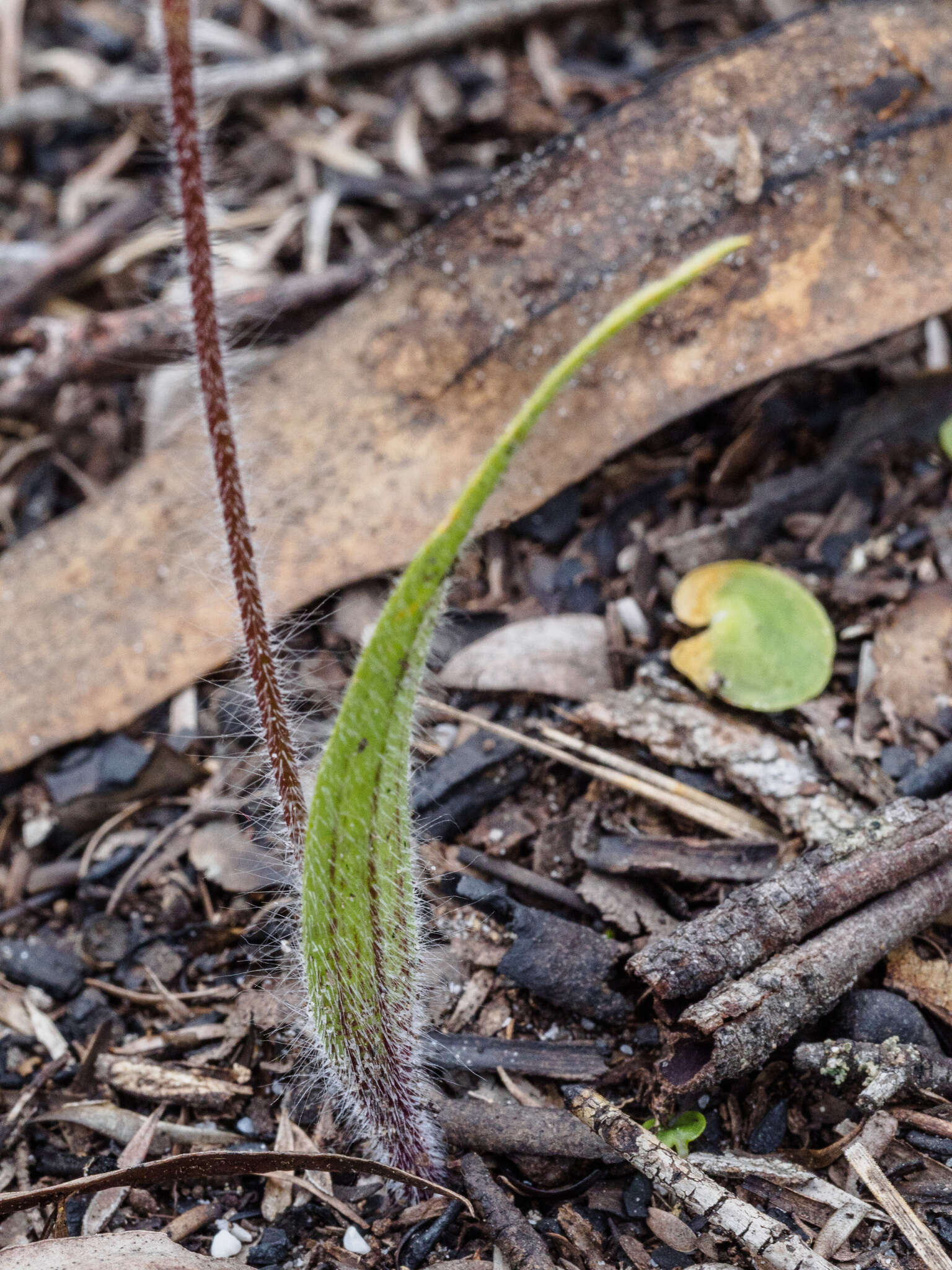 Image of Small spider orchid