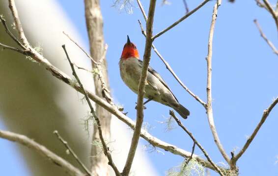 Image of Scarlet Honeyeater