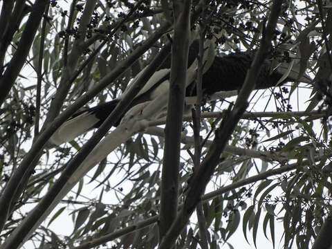 Image of Black-and-white Casqued Hornbill