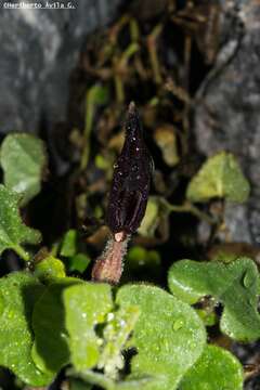 Image de Aristolochia wrightii Seem.