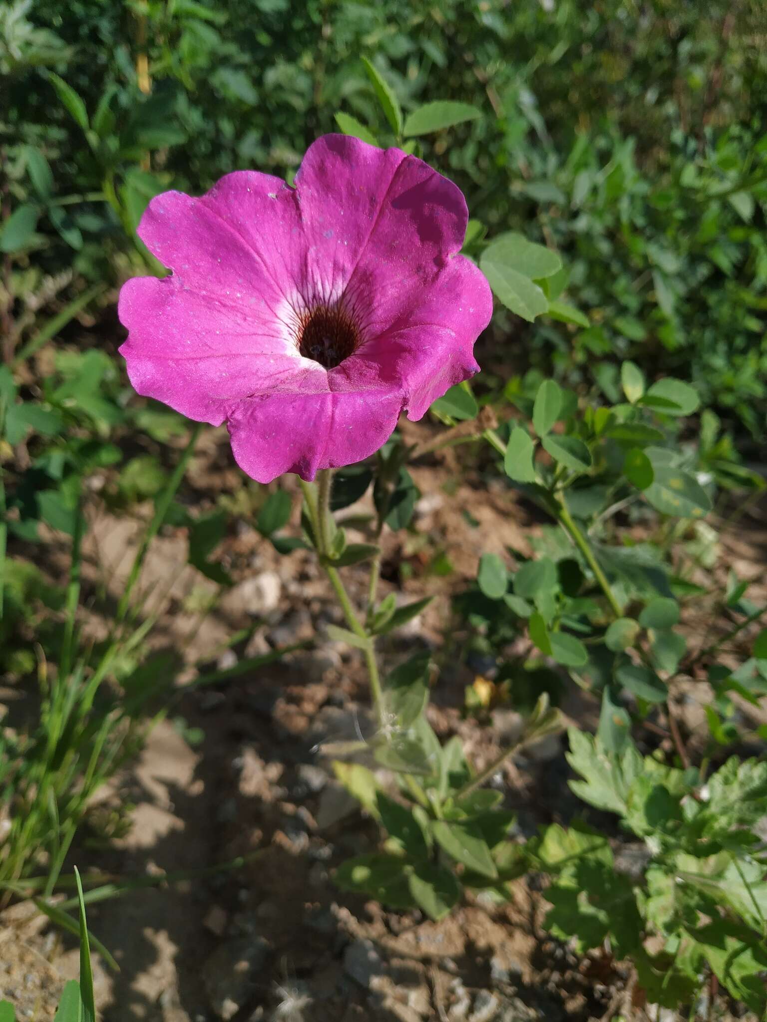 Imagem de Petunia atkinsiana D. Don ex Loud.