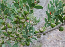 Image of Australian myrtle