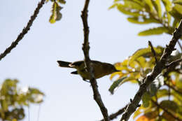 Image of Yellow-crowned Redstart