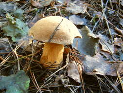 Imagem de Suillus variegatus (Sw.) Richon & Roze 1888