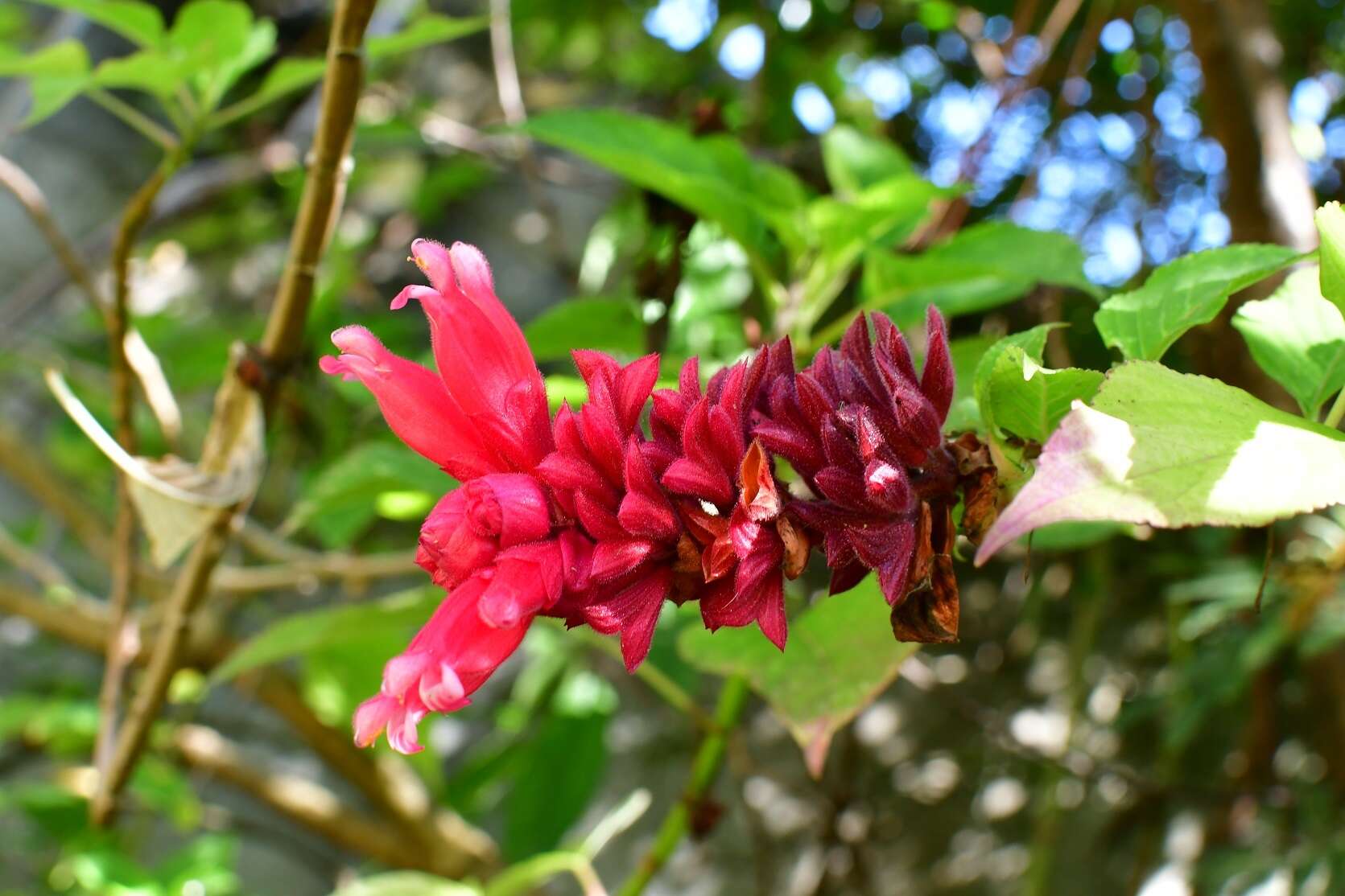 Image of Salvia wagneriana Pol.