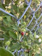 صورة Varronia globosa Jacq.