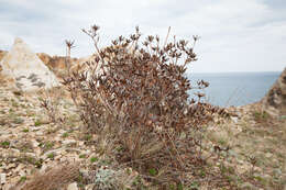 Image of Rhododendron mucronulatum subsp. sichotense (Pojark.) A. Khokhr.