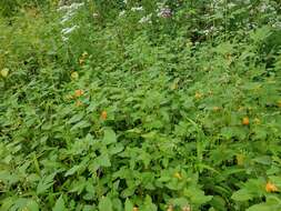 Image of Dotted Smartweed