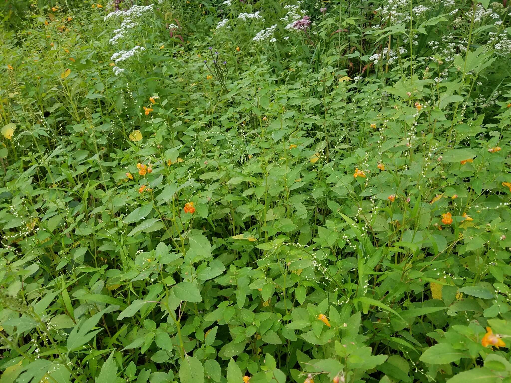 Image of Dotted Smartweed