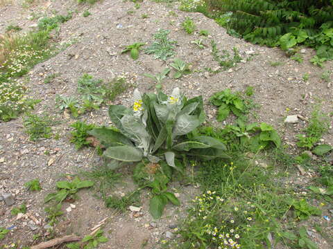 Image of Verbascum gnaphalodes Bieb.