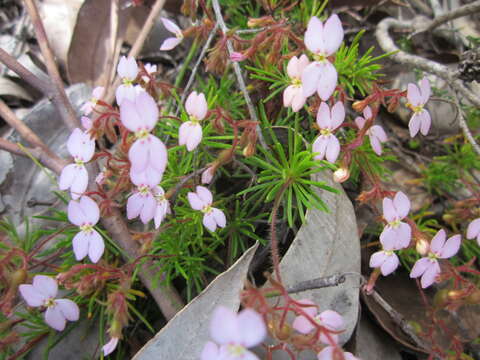 Image of Stylidium dichotomum DC.