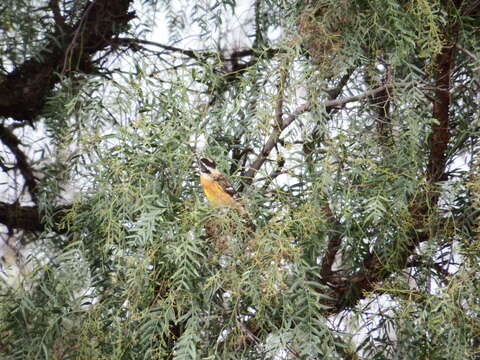 Image of Black-headed Grosbeak