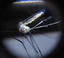 Image of Mosquito