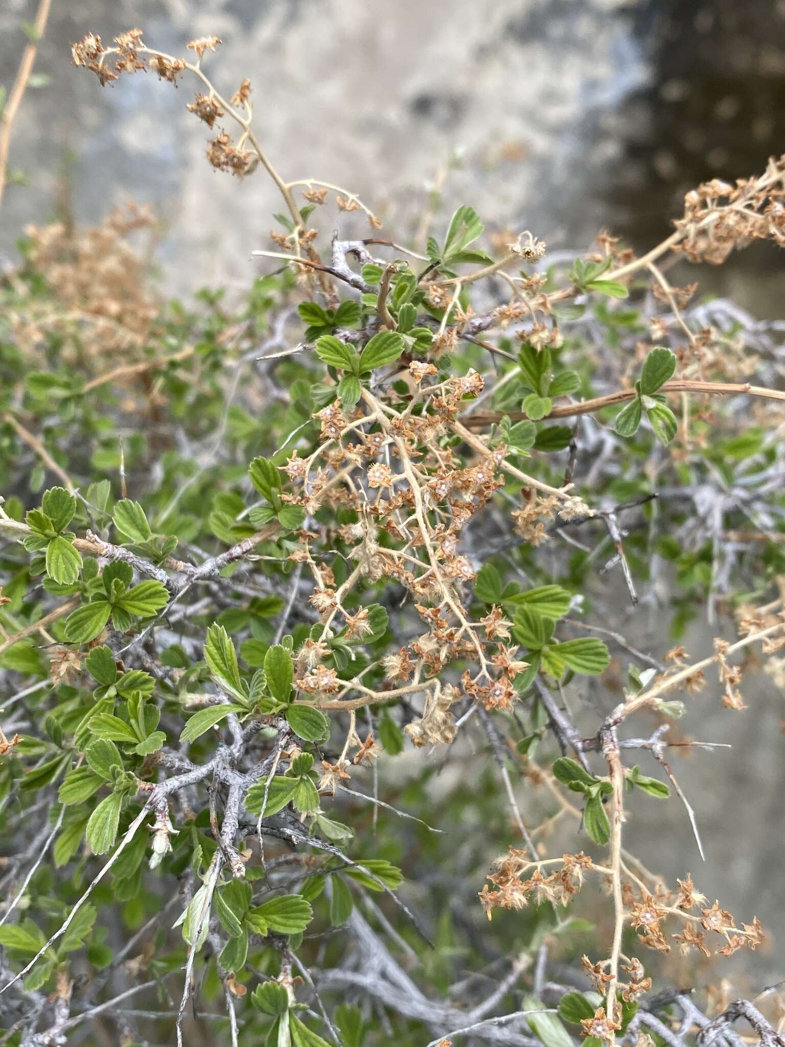 Image de Holodiscus discolor var. microphyllus (Rydb.) Jeps.