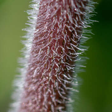 Image of Daucus carota subsp. gummifer (Syme) Hook. fil.