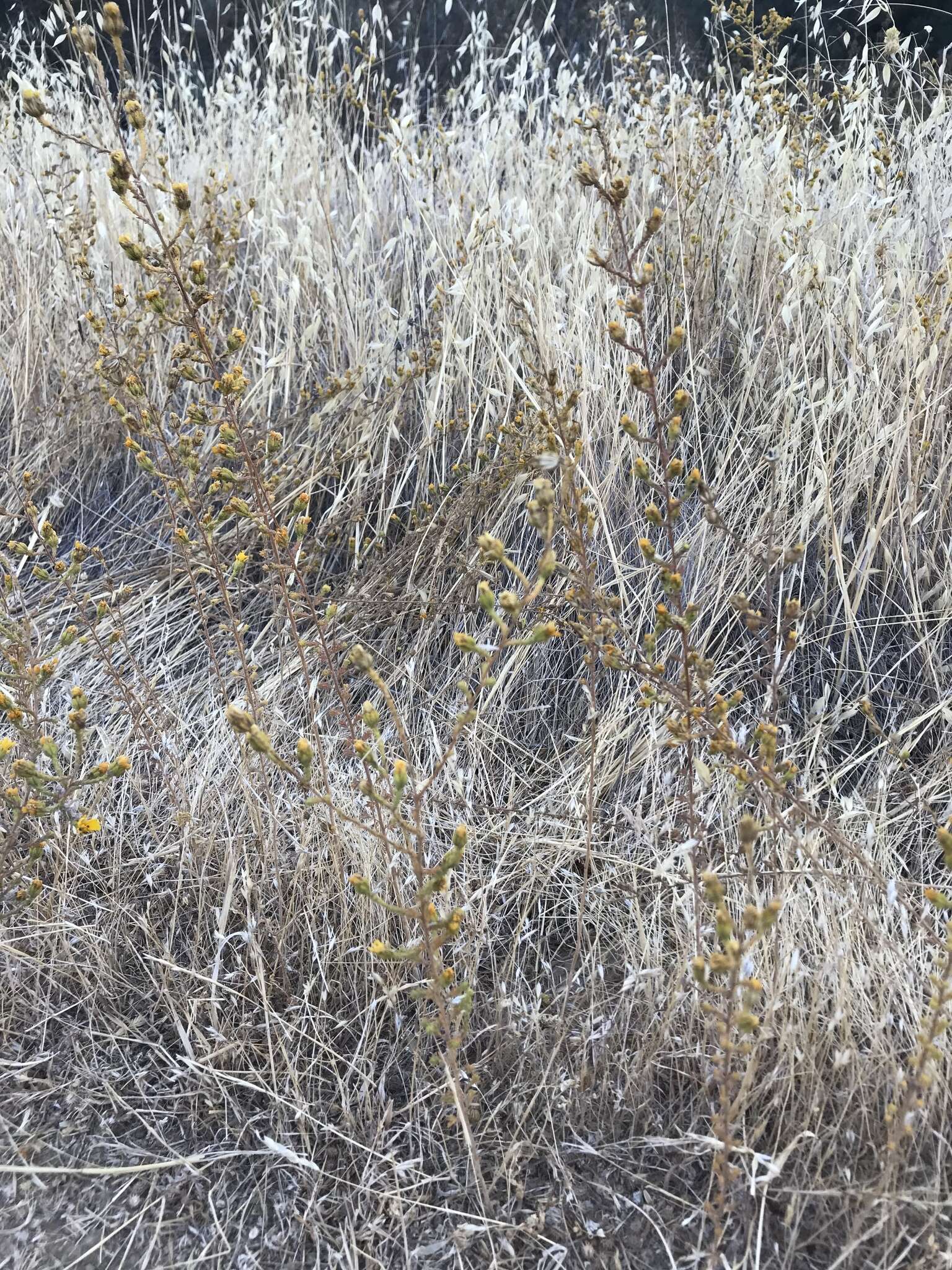 Image of Heermann's tarweed