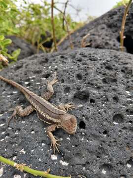 Plancia ëd Microlophus bivittatus (Peters 1871)