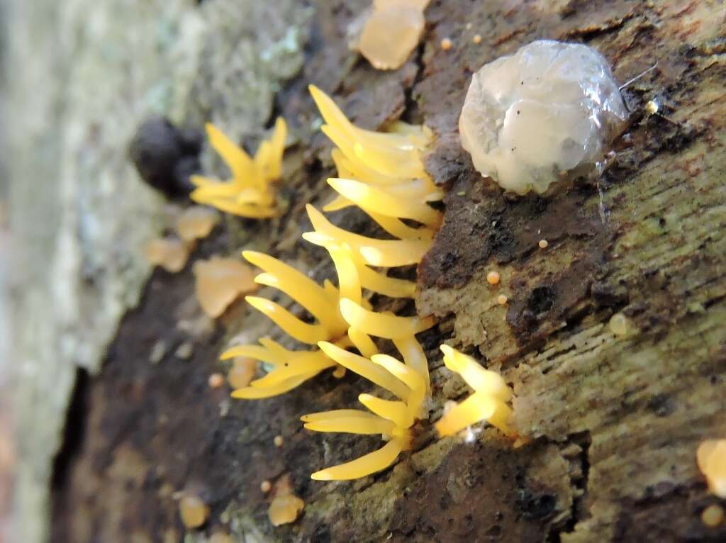 Image of Calocera cornea (Batsch) Fr. 1827