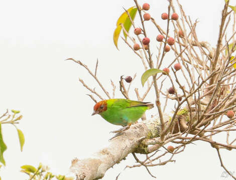 Image of Rufous-winged Tanager