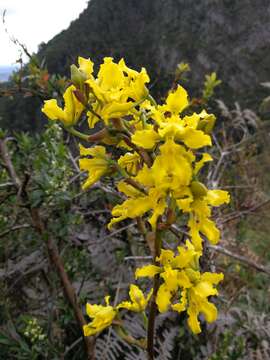 Image of Cyrtochilum revolutum (Lindl.) Dalström