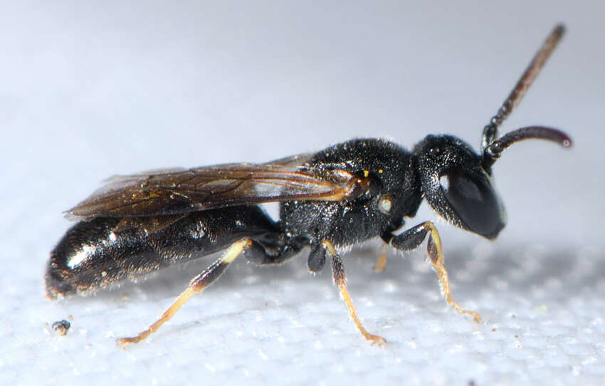 Image of Hylaeus mesillae (Cockerell 1896)